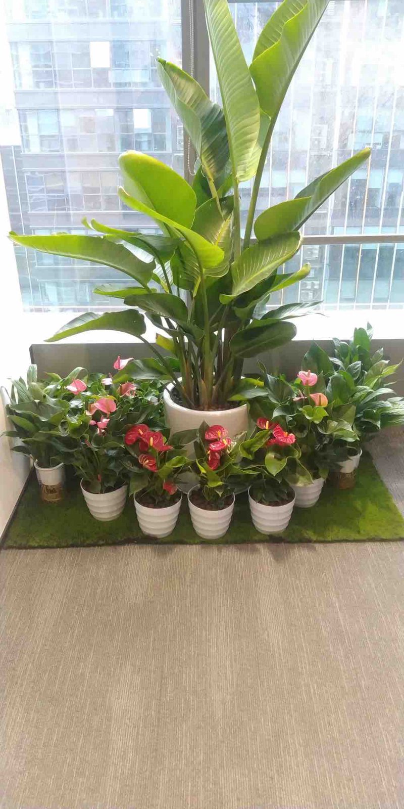 花卉租摆——提升企业形象的艺术